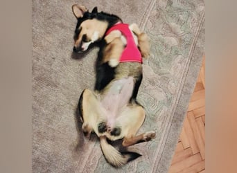 Mia die wundervollste Familienhündin