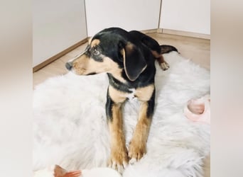 Mia die wundervollste Familienhündin