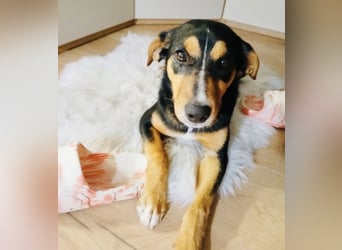 Mia die wundervollste Familienhündin