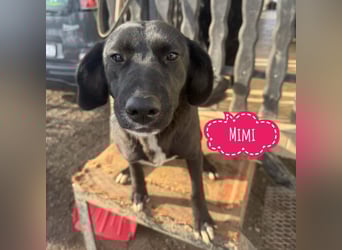 Mimi eine traurige Seele