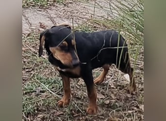 Don ein freundlicher Schlappohr