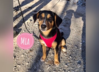 Mia die wundervollste Familienhündin