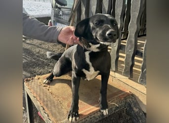 Mimi eine traurige Seele