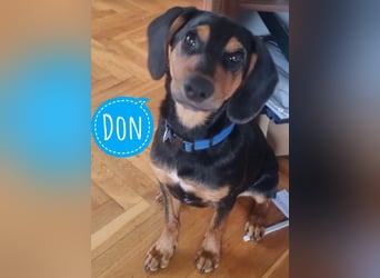 Don ein freundlicher Schlappohr