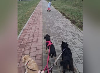 Mia die wundervollste Familienhündin