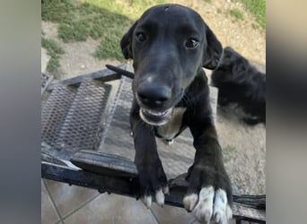 Mimi eine traurige Seele