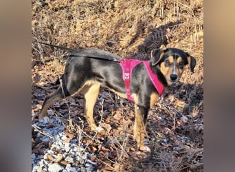 Mia die wundervollste Familienhündin