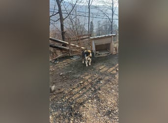 Dama - Tornjakmischling