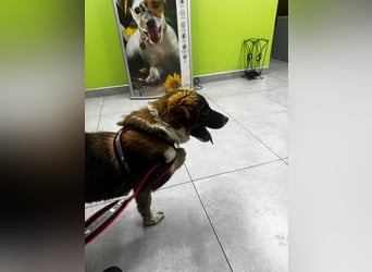 Dama - Tornjakmischling