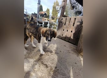 Dama - Tornjakmischling