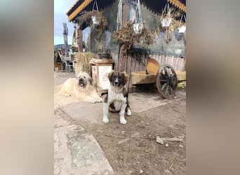 Dama - Tornjakmischling