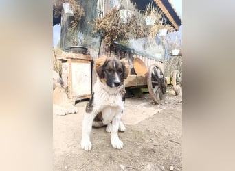 Dama - Tornjakmischling