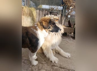 Dama - Tornjakmischling