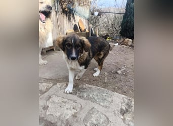 Dama - Tornjakmischling