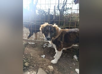 Dama - Tornjakmischling