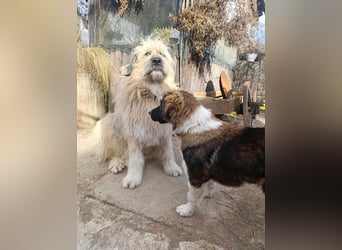 Dama - Tornjakmischling