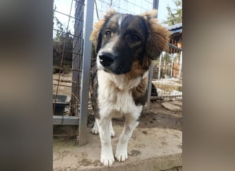 Dama - Tornjakmischling