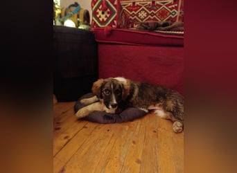 Dama - Tornjakmischling