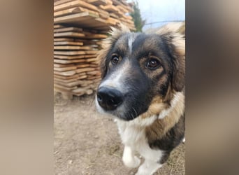 Dama - Tornjakmischling