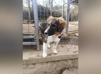 Dama - Tornjakmischling