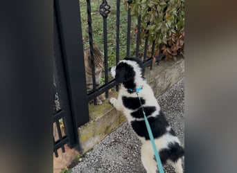 Fritz, junger Tornjak - Mix sucht passendes Zuhause