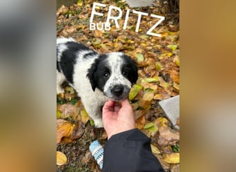 Fritz, junger Tornjak - Mix sucht passendes Zuhause