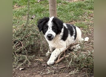 Fritz, junger Tornjak - Mix sucht passendes Zuhause