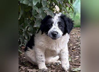 Fritz, junger Tornjak - Mix sucht passendes Zuhause