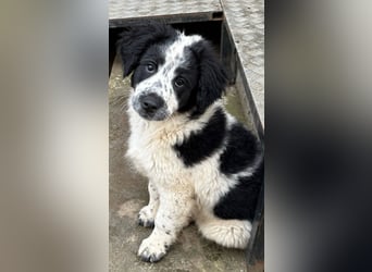 Fritz, junger Tornjak - Mix sucht passendes Zuhause