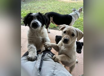 Fritz, junger Tornjak - Mix sucht passendes Zuhause