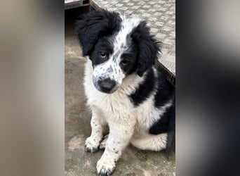 Fritz, junger Tornjak - Mix sucht passendes Zuhause