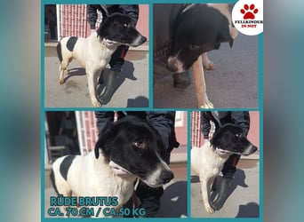 großer freundlicher Tornjak Mischling Brutus sucht ein Zuhause