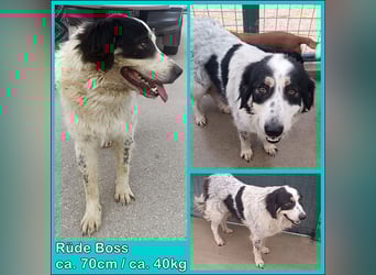 großer freundlicher Boss, Tornjak, Herdenschutzhund, sucht Zuhause