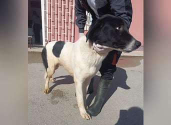 großer freundlicher Tornjak Mischling Brutus sucht ein Zuhause