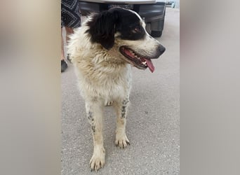 großer freundlicher Boss, Tornjak, Herdenschutzhund, sucht Zuhause