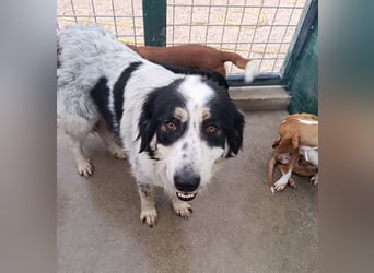 großer freundlicher Boss, Tornjak, Herdenschutzhund, sucht Zuhause