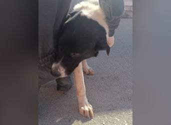 großer freundlicher Tornjak Mischling Brutus sucht ein Zuhause