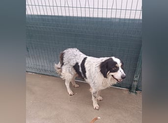 großer freundlicher Boss, Tornjak, Herdenschutzhund, sucht Zuhause