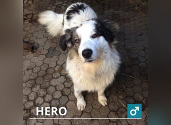 Tornjak Mischling HERO - hier suchen wir entsprechend erfahrene Menschen