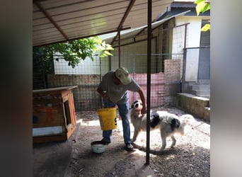 HERO - vorsichtiger und umsichtiger Rüde sucht Menschen mit Hundeerfahrung