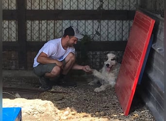 HERO - vorsichtiger und umsichtiger Rüde sucht Menschen mit Hundeerfahrung