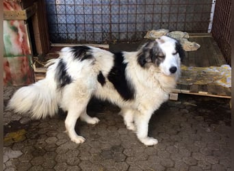 HERO - vorsichtiger und umsichtiger Rüde sucht Menschen mit Hundeerfahrung