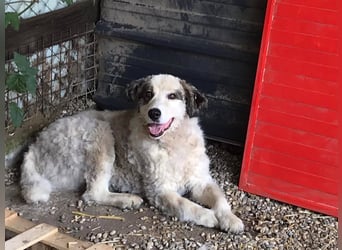 HERO - vorsichtiger und umsichtiger Rüde sucht Menschen mit Hundeerfahrung