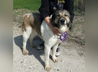 Nado ein großer Teddybär