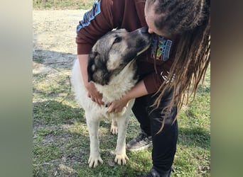 Nado ein großer Teddybär