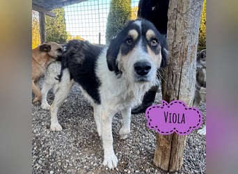 Viola eine freundliche Schönheit