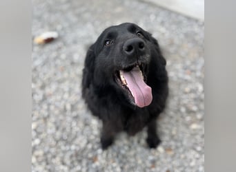 Mika eine große gutmütige Hündin