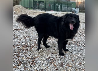 Mika eine große gutmütige Hündin