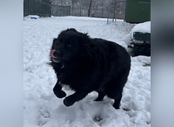 Mika eine große gutmütige Hündin