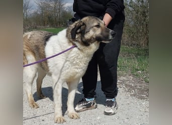 Nado ein großer Teddybär